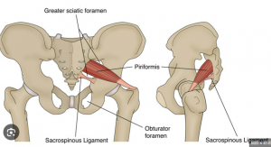 HỘI CHỨNG PIRIFORMIS (HỘI CHỨNG CƠ HÌNH LÊ, CƠ THÁP)