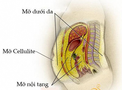 Cân nặng không đổi, vì sao bụng vẫn to dần?